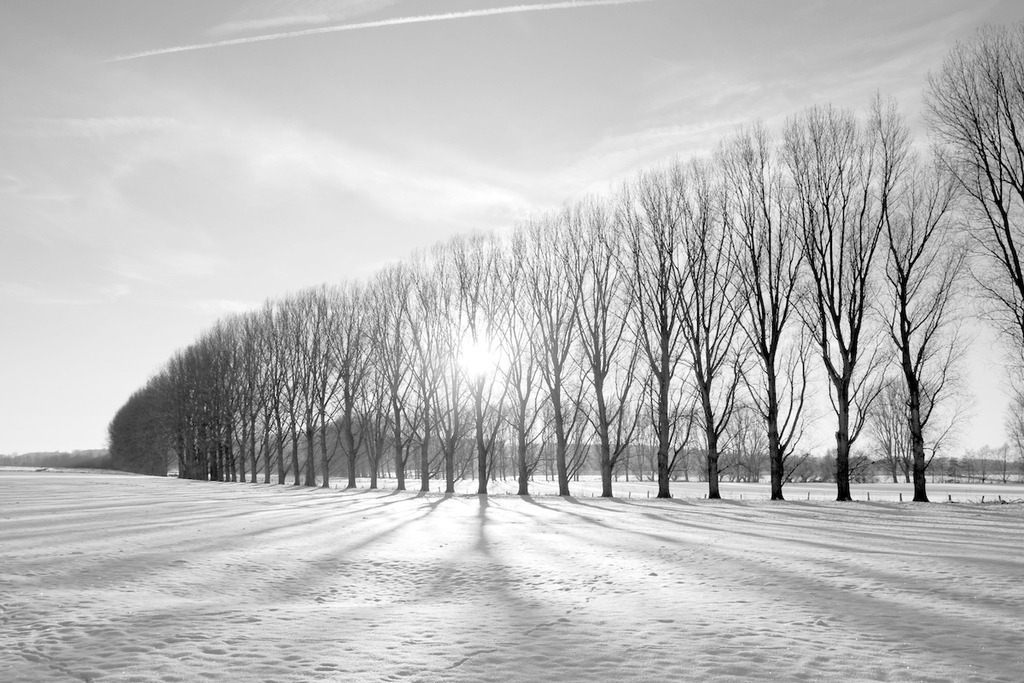 090106-095 | Europa, DEU, Deutschland, Nordrhein Westfalen, NRW, Rheinland, Niederrhein, Xanten, Naturschutzgebiet Bislicher Insel, Winter, Schnee, Frost, Baeume, Pappeln, Silhouetten, Gegenlicht, Sonnenstrahlen, Kategorien und Themen, Natur, Umwelt, Landschaft, Jahreszeiten, Stimmungen, Landschaftsfotografie, Landschaften, Landschaftsphoto, Landschaftsphotographie, Naturschutz, Naturschutzgebiete, Landschaftsschutz, Biotop, Biotope, Landschaftsschutzgebiete, Landschaftsschutzgebiet, Oekologie, Oekologisch, Typisch, Landschaftstypisch, Landschaftspflege

[Fuer die Nutzung gelten die jeweils gueltigen Allgemeinen Liefer-und Geschaeftsbedingungen. Nutzung nur gegen Verwendungsmeldung und Nachweis. Download der AGB unter http://www.image-box.com oder werden auf Anfrage zugesendet. Freigabe ist vorher erforderlich. Jede Nutzung des Fotos ist honorarpflichtig gemaess derzeit gueltiger MFM Liste - Kontakt, Uwe Schmid-Fotografie, Duisburg, Tel. (+49).2065.677997, 
archiv@image-box.com, www.image-box.com] - Realisiert mit Pictrs.com