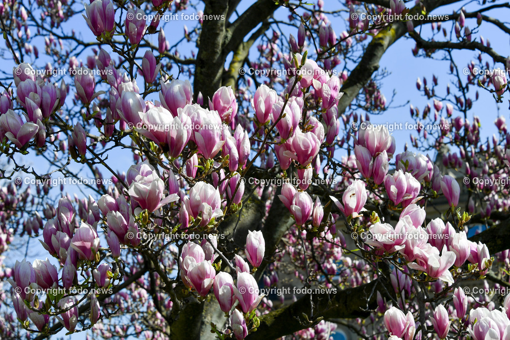 Deutschland_ Baden-Wuerttemberg_ Stuttgart_ 28.03.2025-3 | 28.03.2025, Deutschland, GER, Baden-Wuerttemberg, Stuttgart, im Bild Themenbild, Magnolien, Blueten, Baum, Fruehling, Feature, Symbolbild