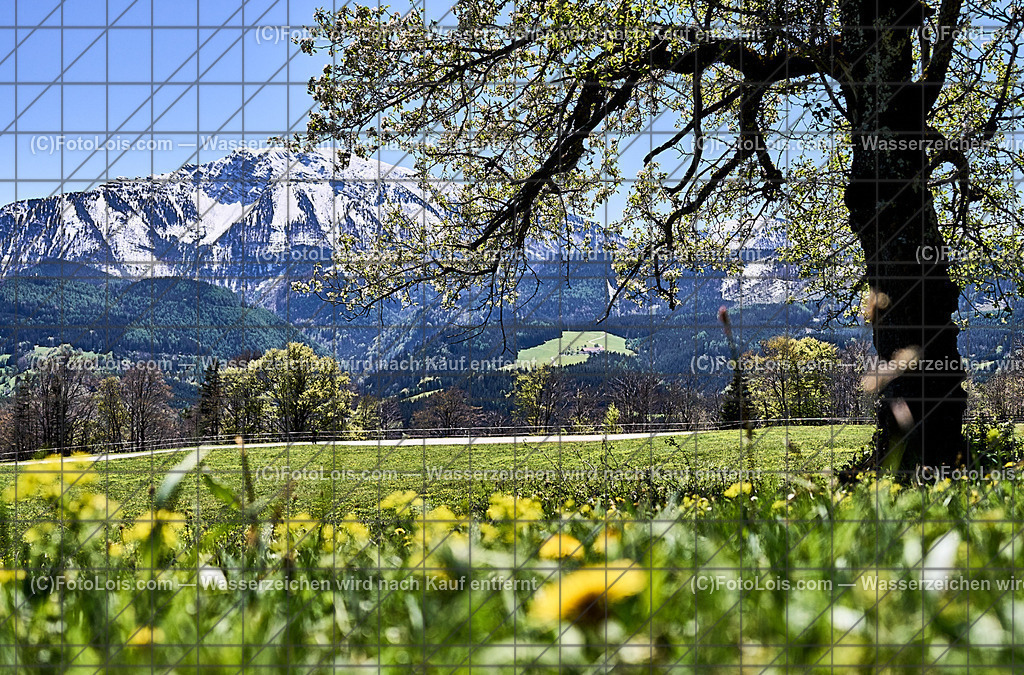 ALP4594_Hochbaerneck_Baumbluete-weisser Oetscher | (C)FotoLois.com, Alois Spandl. Weißer ÖTSCHER im Frühling, Blühender Obstbaum am Hochbärneck mit Ötscher, Sa 27. April 2024.