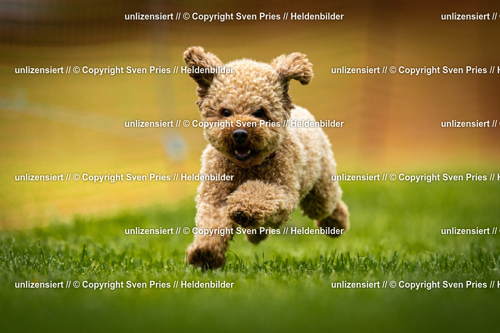 Sven Pries | 2025-09-21 - Hunderennen Baden-Oos - Realisiert mit Pictrs.com