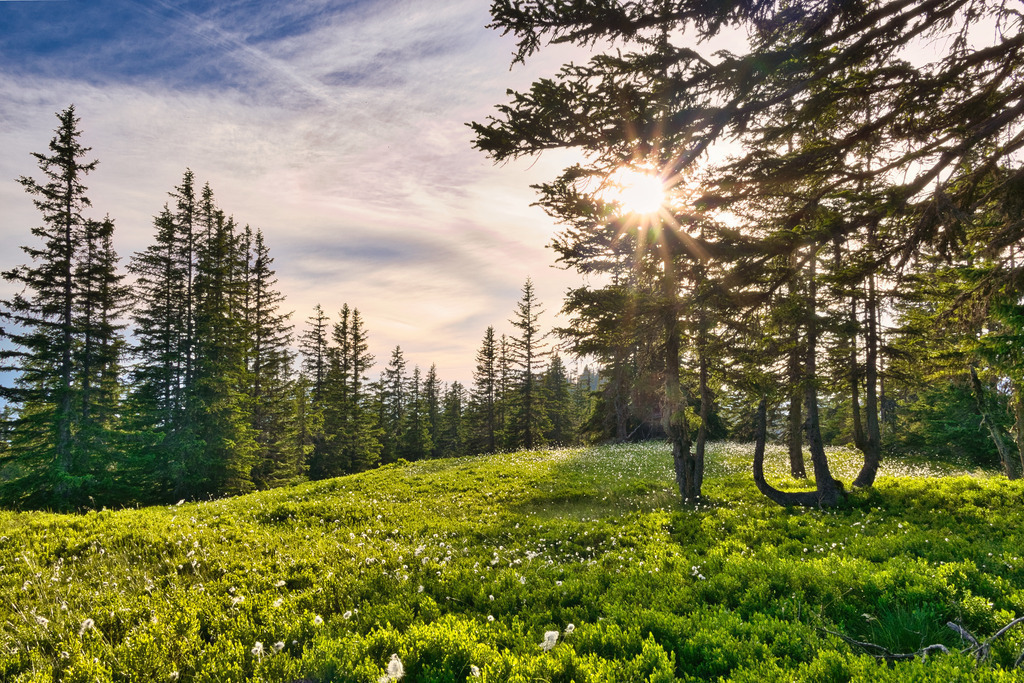 Wollgraswiese | walter-wagner-fotografie