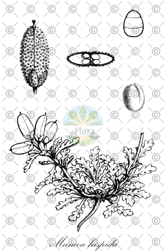 HistAbb_wfo-0001317580_1_ENZY_Simple | Historische Abbildung von Mancoa hispida - Brassicaceae | Historical Illustration of Mancoa hispida - Brassicaceae