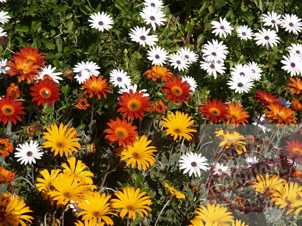 Colorful african daisies creating a vibrant floral display | Beautiful orange, yellow, and white african daisies blooming together, creating a cheerful and vibrant floral display - Realized with Pictrs.com
