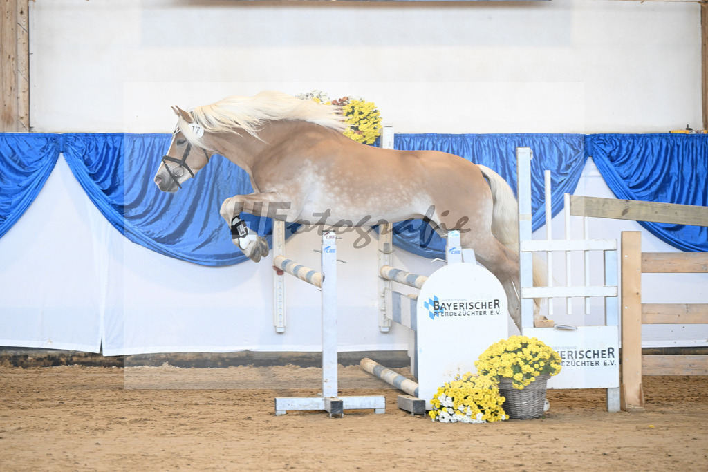 Kat-Nr. 17 Maximus Aurelius v. Manu_ZG Veerkamp-Rabbermann_48250353 | hf-fotografie - Realisiert mit Pictrs.com