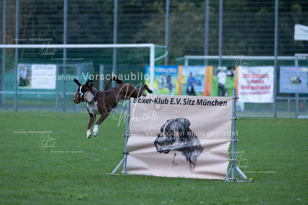 _16A4591 | Einzigartige Fotos von Hunden & Menschen –Actionfotos, Portraits, Vereinsaufnahmen & Paarshootings – authentisch, lebendig & mit Herz.