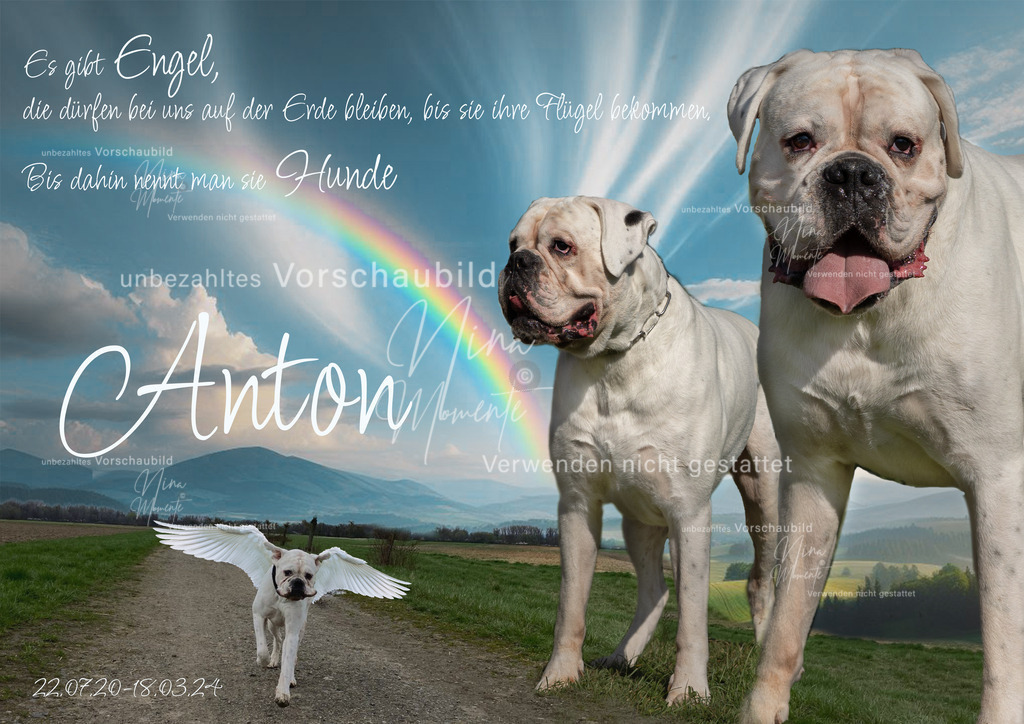 collage1 bunt | Einzigartige Fotos von Hunden & Menschen –Actionfotos, Portraits, Vereinsaufnahmen & Paarshootings – authentisch, lebendig & mit Herz.