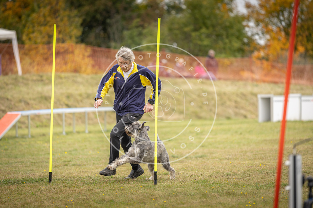 Pfotenfotografie_DV3A5319 | Hundefotografie, Tierfotograf, Pfotenfotografie, Fotoshooting Hund, Hunde Portrait, Hundesport, Hundeportraits, Heideshooting, Hunde, Sportfotograf, Hundefotograf, Turnierhundsport, THS,  - Realisiert mit Pictrs.com