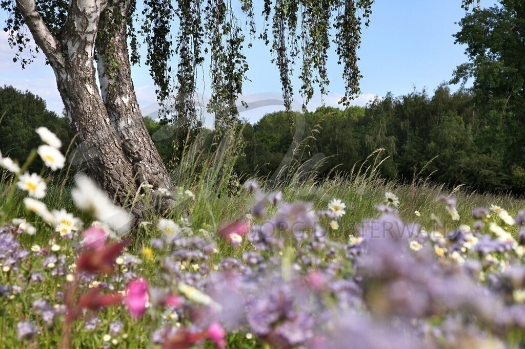 NatureArt-BLUMENWIESE_4230b | Schlafend in der Blumenwiese | #001 | Modell: Liza | Foto: Sandra Diersche-Schwamm - Realisiert mit Pictrs.com