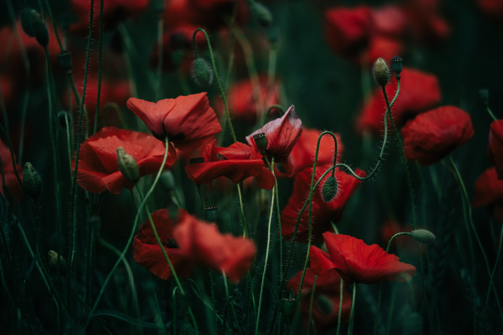 Mohnfeld | Simone Sonderegger Photography
