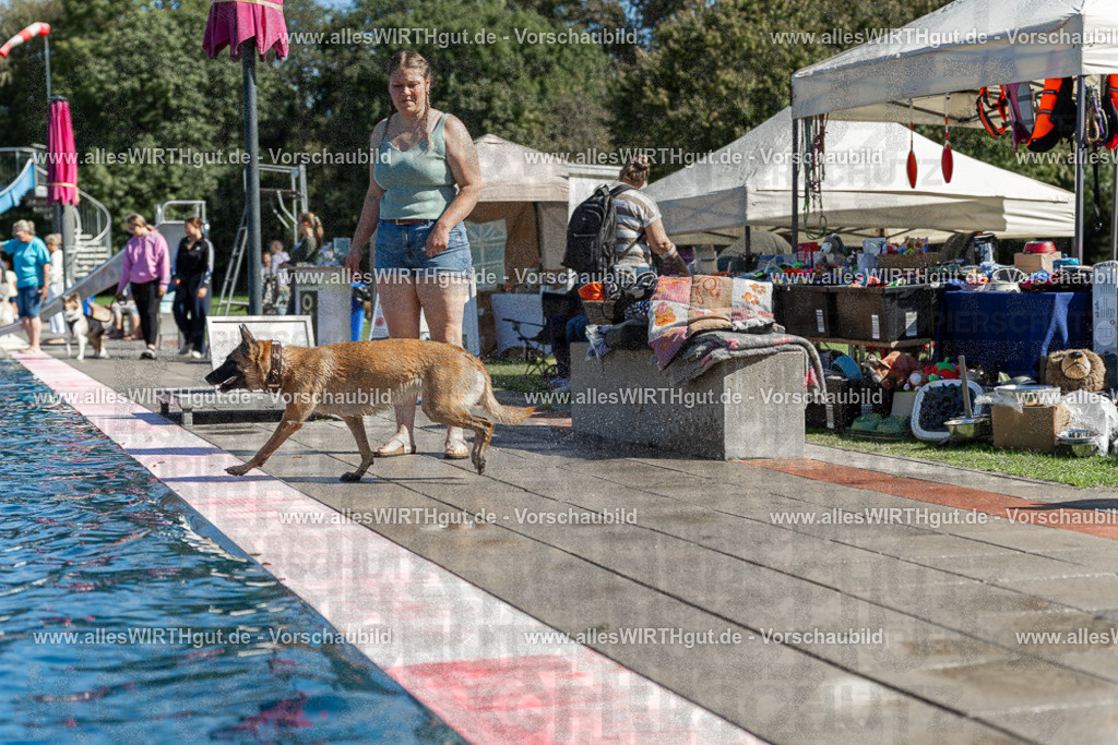 Hundeschwimmen_Volksbad_2026-allesWIRTHgut_Tierfotografie-2609061130-104050-7R509673 | Professionelle Tierfotografie in Mönchengladbach von Daniel Wirth (allesWIRTHgut). Liebevolle & natürliche Bilder von Hunden & Katzen für unvergessliche Erinnerungen.