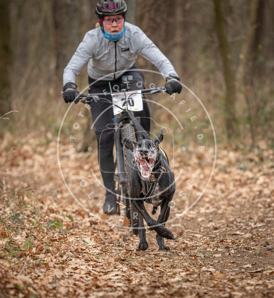 Pfotenfotografie_DV3A7403 | Hundefotografie, Tierfotograf, Pfotenfotografie, Fotoshooting Hund, Hunde Portrait, Hundesport, Hundeportraits, Heideshooting, Hunde, Sportfotograf, Hundefotograf, Turnierhundsport, THS,  - Realisiert mit Pictrs.com