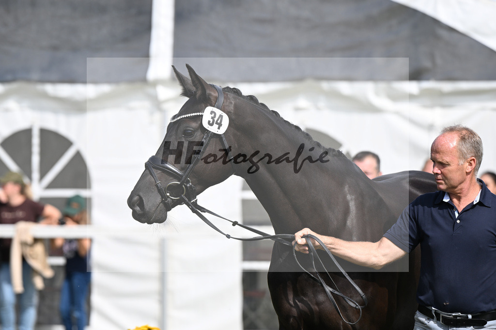 Kat-Nr. 34 Black Besinda H.S. v. Dancier Gold_Becker_30250841 | hf-fotografie - Realisiert mit Pictrs.com