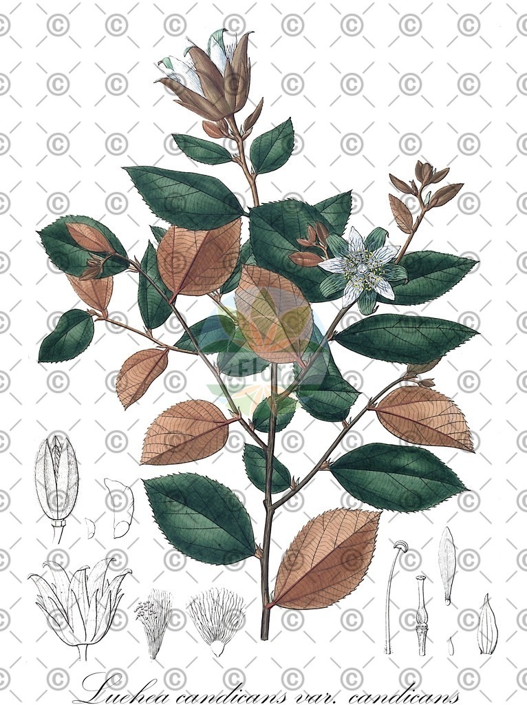 HistAbb_wfo-0000358861_1_ENZY_Simple | Historische Abbildung von Luehea candicans var. candicans - Malvaceae | Historical Illustration of Luehea candicans var. candicans - Malvaceae