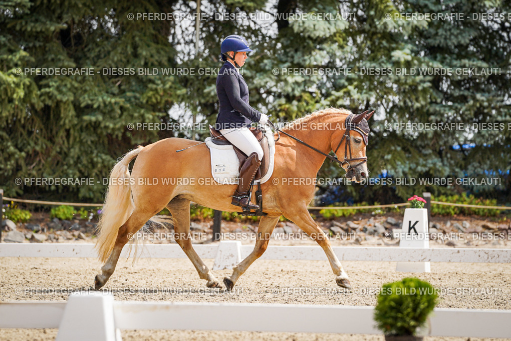 DSC09591 | Pferdegrafie