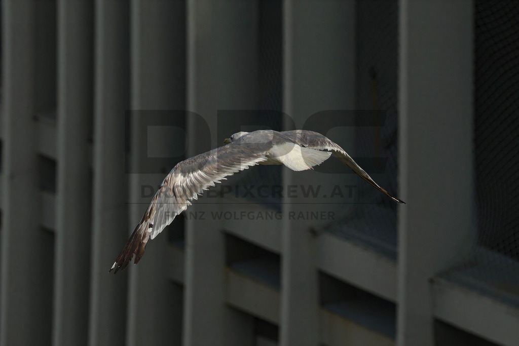 Yellow-legged Gull (Larus michahellis) | Yellow-legged Gull (Larus michahellis), a large gull species commonly found along Mediterranean coasts, rocky shorelines, harbours and coastal areas. - Realisiert mit Pictrs.com