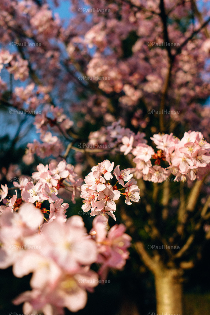 20220324_PaulHense_S0025_DSC03496 | paulhense - Realisiert mit Pictrs.com