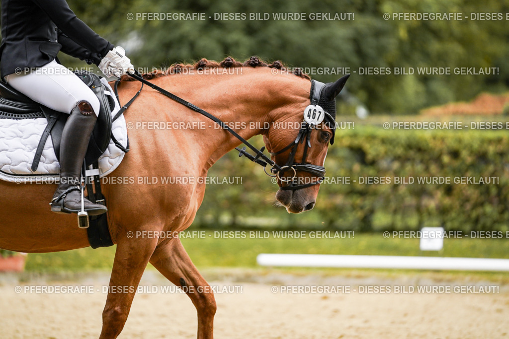 DSC08054 | Pferdegrafie