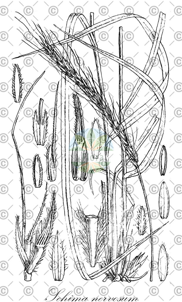 HistAbb_wfo-0000309164_1_ENZY_Simple | Historische Abbildung von Sehima nervosum - Poaceae | Historical Illustration of Sehima nervosum - Poaceae