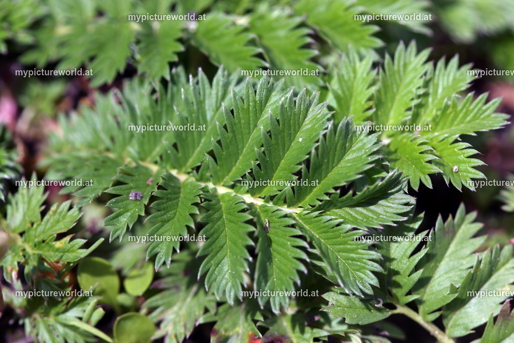 Gänsefingerkraut-004 | Das Bilderarchiv über Tiere, Planzen und Landschaften. In der Bilddatenbank finden Sie ein große Auswahl an hochwertigen Bilder für Ihre Werbung - Realisiert mit Pictrs.com