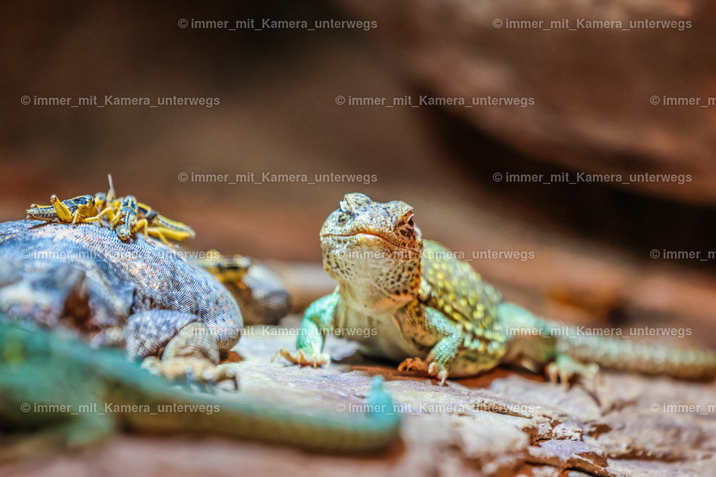 PSX_4451 | immer_mit_kamera_unterwegs