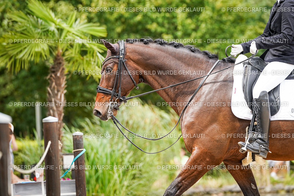 DSC04951 | Pferdegrafie