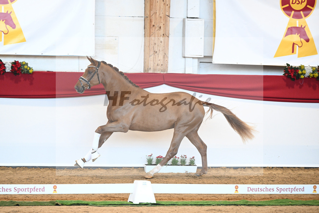 Kat-Nr. 29 Fidertanz x De Niro_Grosserichter_43230317 | hf-fotografie - Realisiert mit Pictrs.com