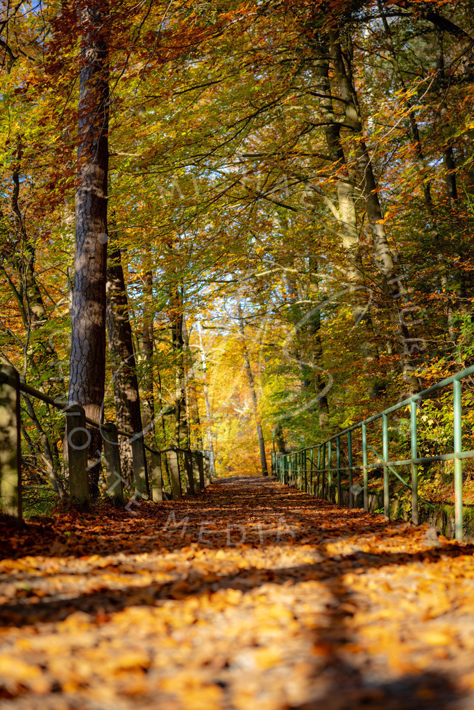 2024-10-23 Stuttgart Herbst Solitude 009 | Schwotte Media - Realisiert mit Pictrs.com