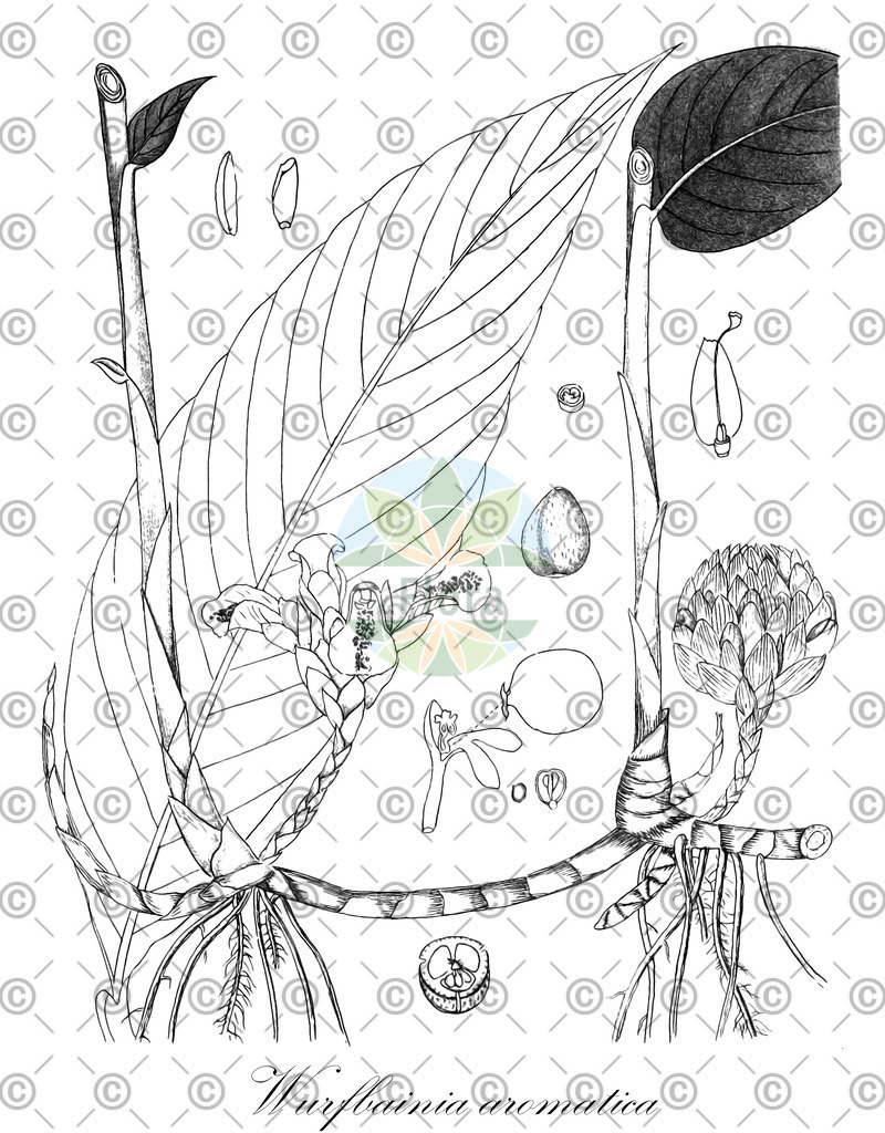 HistAbb_wfo-0000072033_2_ENZY_Simple | Historische Abbildung von Wurfbainia aromatica - Zingiberaceae | Historical Illustration of Wurfbainia aromatica - Zingiberaceae