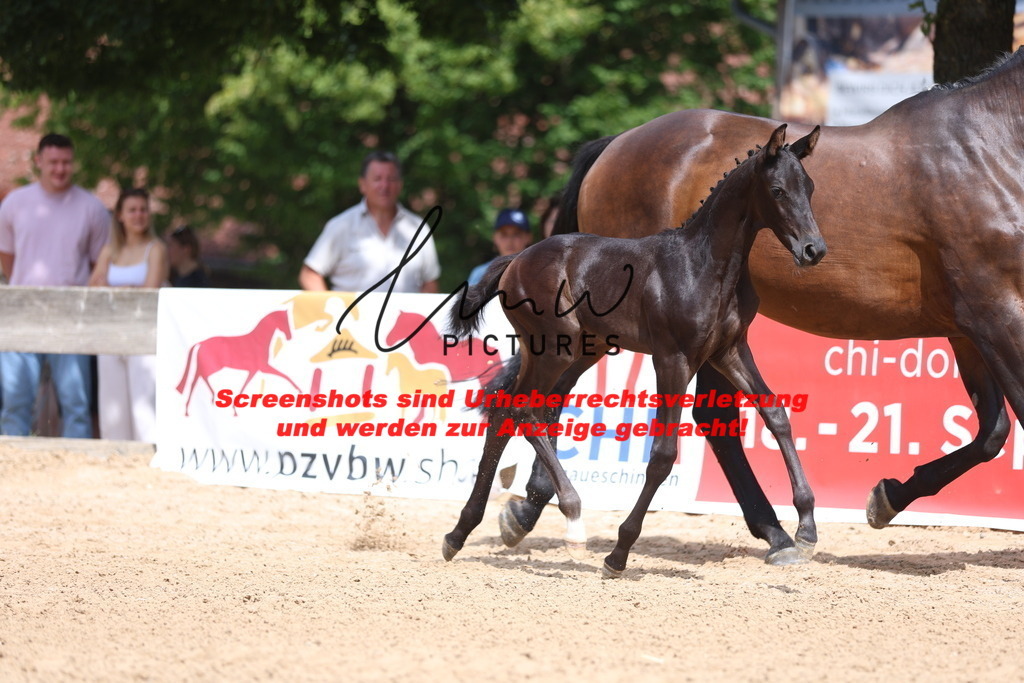 Fohlenschau_Schwäbisch_Hall_dressurbetonte_Fohlen_KN 52_4 | lmwpictures - Realisiert mit Pictrs.com