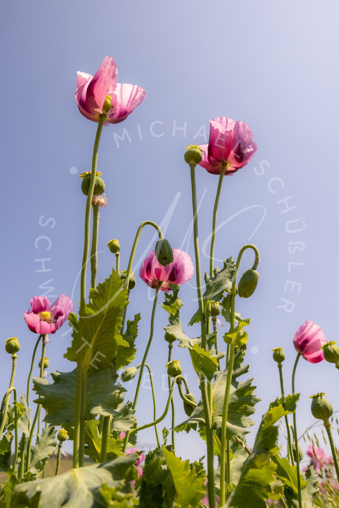 2023-05-29 Pink Poppies Erlenbach Oelmuehle - 097 | Schwotte Media - Realisiert mit Pictrs.com