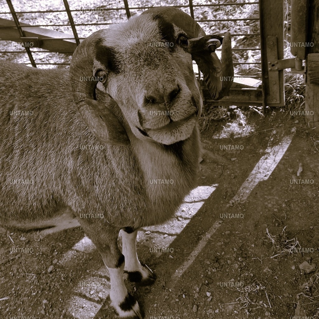 ZiegenbockBlickRetro | untamo - Realisiert mit Pictrs.com