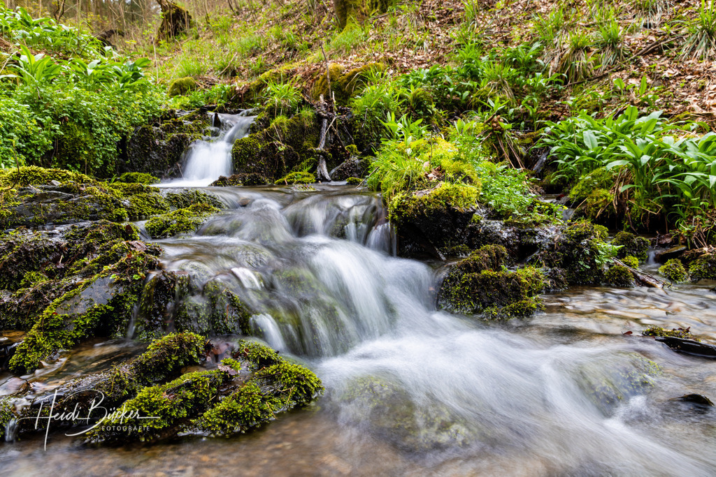 Waldsiepen bei Vorwald | Waldsiepen bei Vorwald im Schmallenberger Sauerland - Realisiert mit Pictrs.com