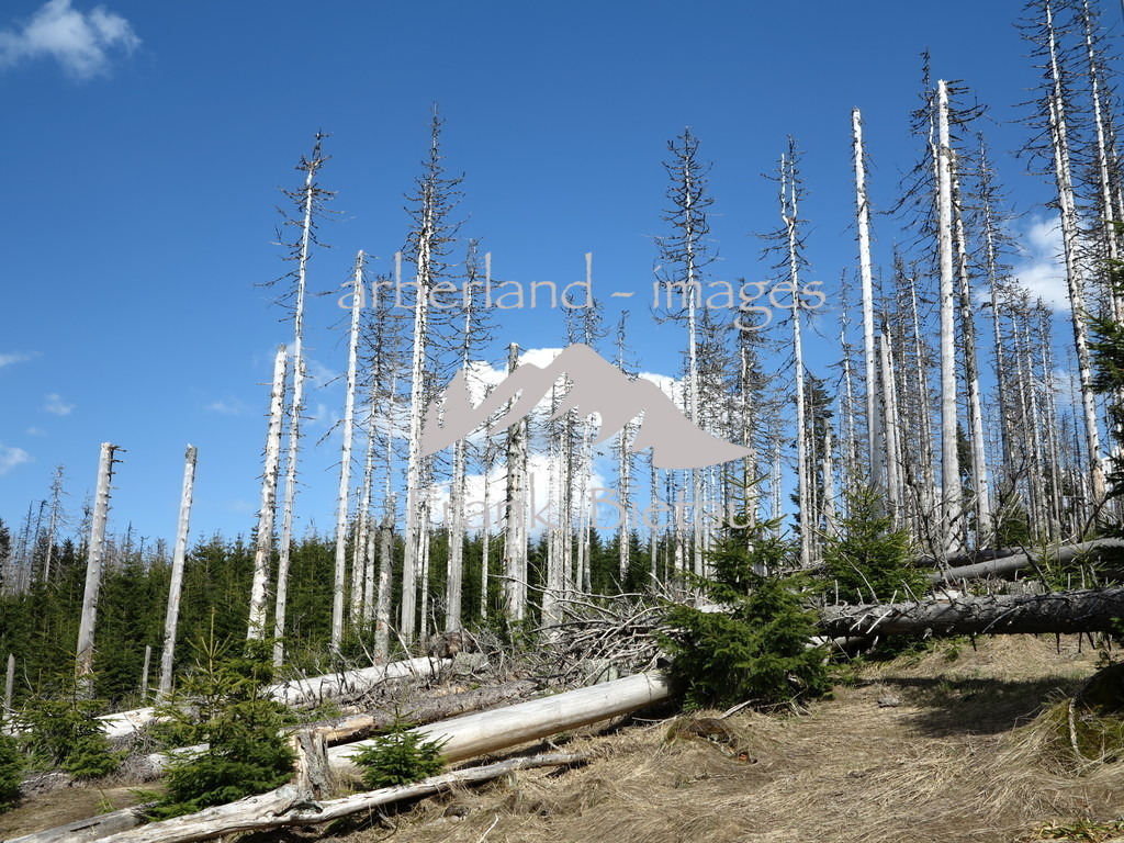 IMG_5225 | Sturm und Borkenkäfer haben große Waldflächen vernichtet