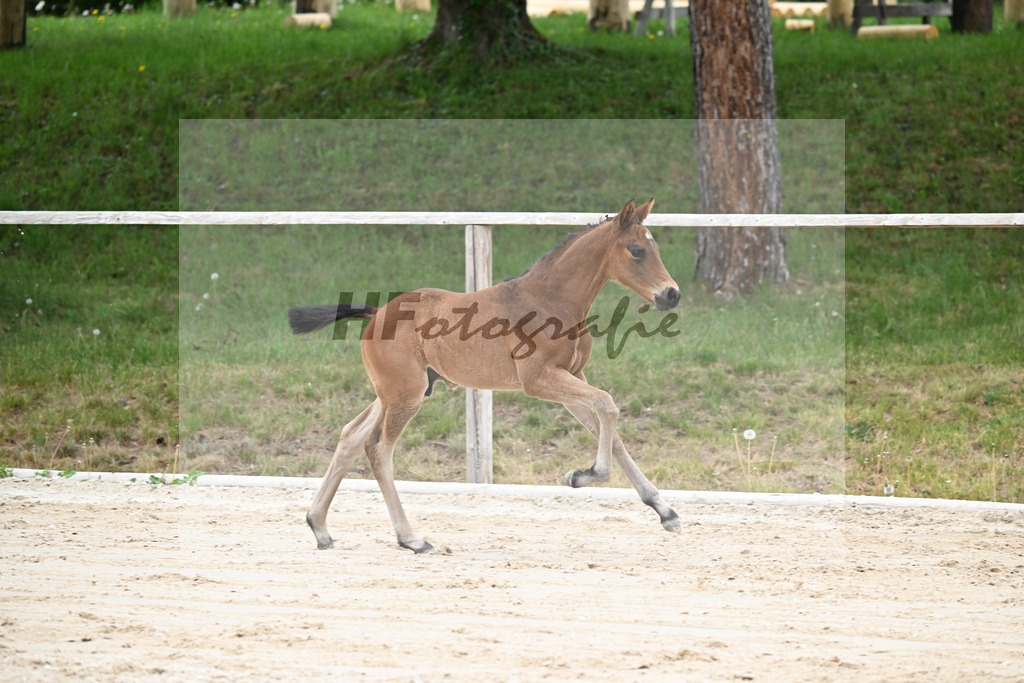 Kat-Nr. 27 HF Bonds in Gold x Dantano_Lechl_24260413 | hf-fotografie - Realisiert mit Pictrs.com
