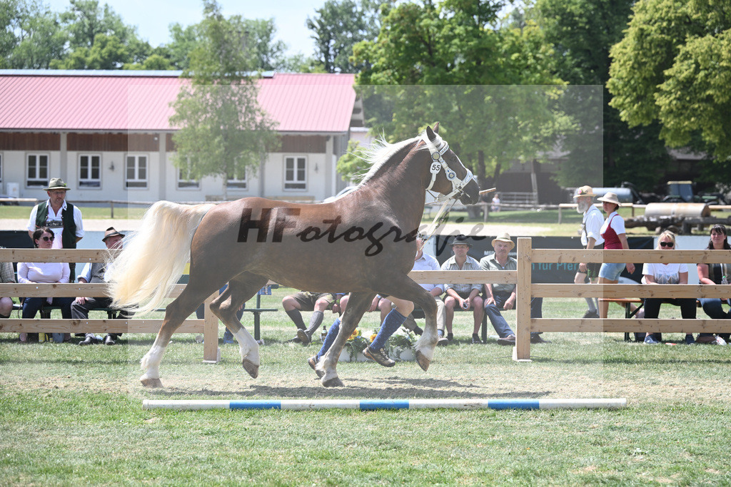Kat-Nr. 55 Esmiralda_Gilg_20230880 | hf-fotografie - Realisiert mit Pictrs.com