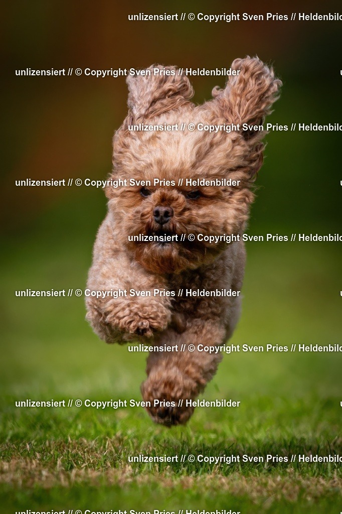 Sven Pries | 2024-09-22 - Hunderennen Baden-BadenPudelverein - Realisiert mit Pictrs.com