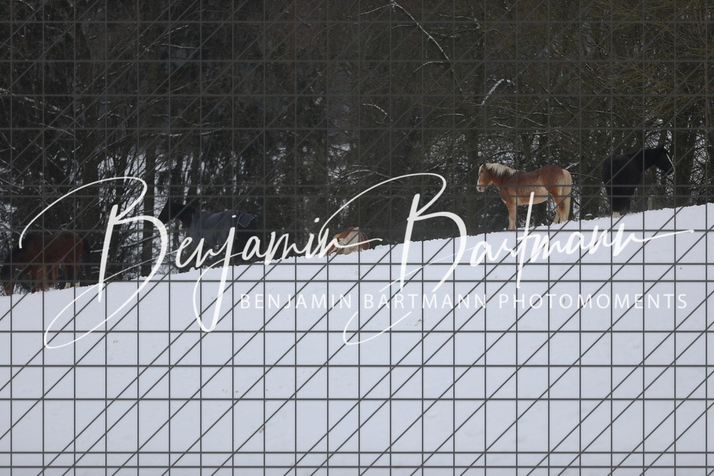 AZ2A3376 | Benjamin Bartmann Photomoments