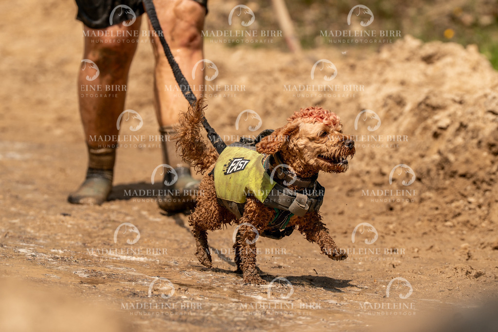 madeleinebirr.fotografie.2026.CC-hoope.samstag.14-58-15.316 | hundefotografie-birr