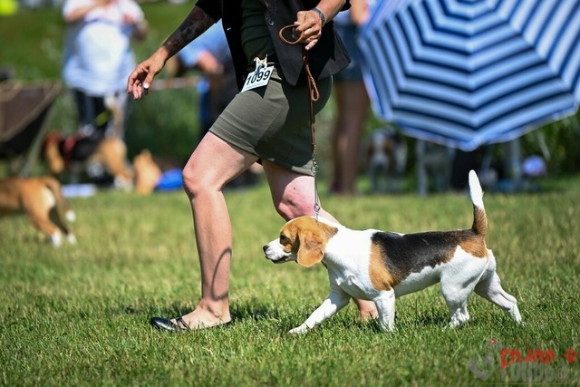 Dogshow CACIB Samstag in Aarau | Dogshow CACIB Samstag in Aarau. 24.06.2023 Foto: LeoWyden