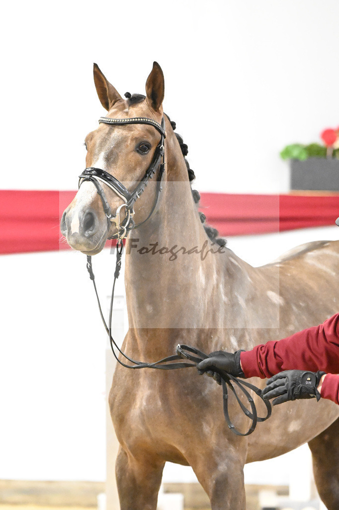Kat-Nr. 30 v. Comme il faut NRW_PBM Pferfferle GmbH_63221068 | hf-fotografie - Realizzato con Pictrs.com