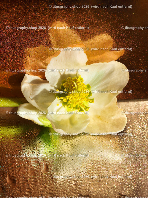 titusgraphy_P2254498-vz-ln | titusgraphy-shop: Geschenkideen mit Qualitätsfotos. titusgraphy-shop: gift ideas with quality photos. titusgraphy-shop: idées cadeaux avec photos de qualité.  - Realisiert mit Pictrs.com