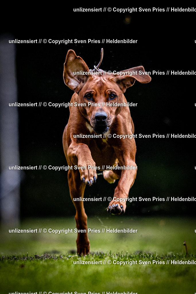 Sven Pries | 2025-10-03 - Hunderennen Obergrombach - Realisiert mit Pictrs.com