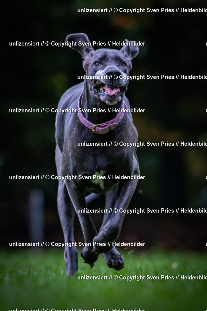 Sven Pries | 2024-10-19 - Hunderennen Ober-Grombach - Realisiert mit Pictrs.com