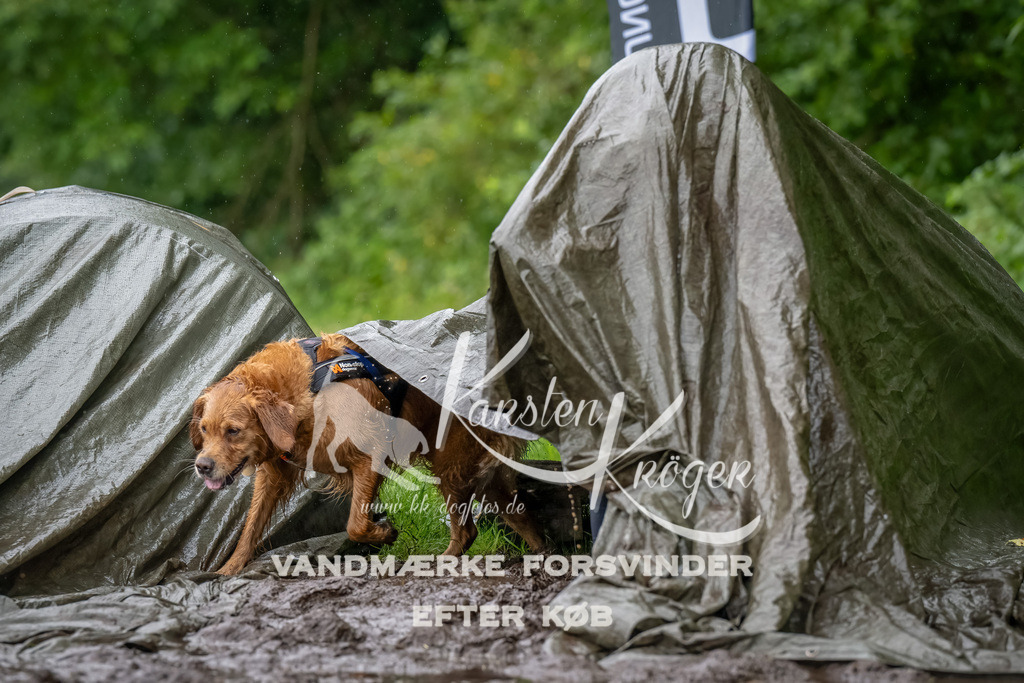 0945_ZZ91639-Bearbeitet | kk-dogfotos