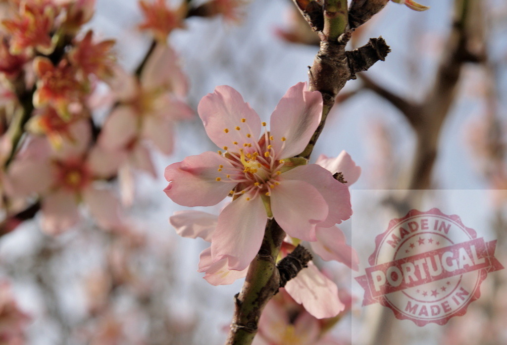 Almond tree flower blooming in spring | Beautiful pink almond tree flower blooming on a sunny spring day - Realized with Pictrs.com
