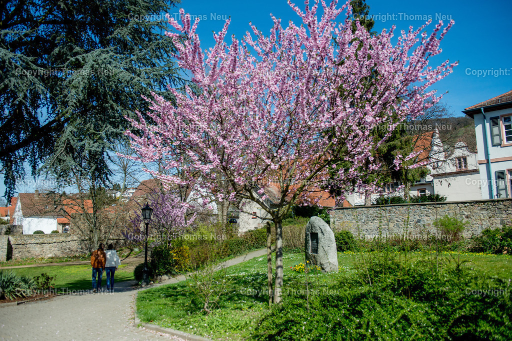 zwingenberg-stadtpark-bergstrasse-fruehling-altstadt-kirschbluete-hessen-Fotografie-Thomas-Neu-28 | Zwingenberg an der hessichen Bergstraße ist die älteste Stadt an der Bergstraße, mit einer wunderschönen Altstadt mit zahlreichen Fachwerkhäusern liegt unterhalb des Melibokus,hier im Frühling wenn im Stadtpark zahlreiche Bäume und Sträücher blühen und einen besondern Zauber ausüben,  Das Motiv vermittelt die ruhige, idyllische Atmosphäre der Region und ist ideal als Wandbild für Wohnräume, Büros oder Praxen geeignet. Bild: Thomas Neu