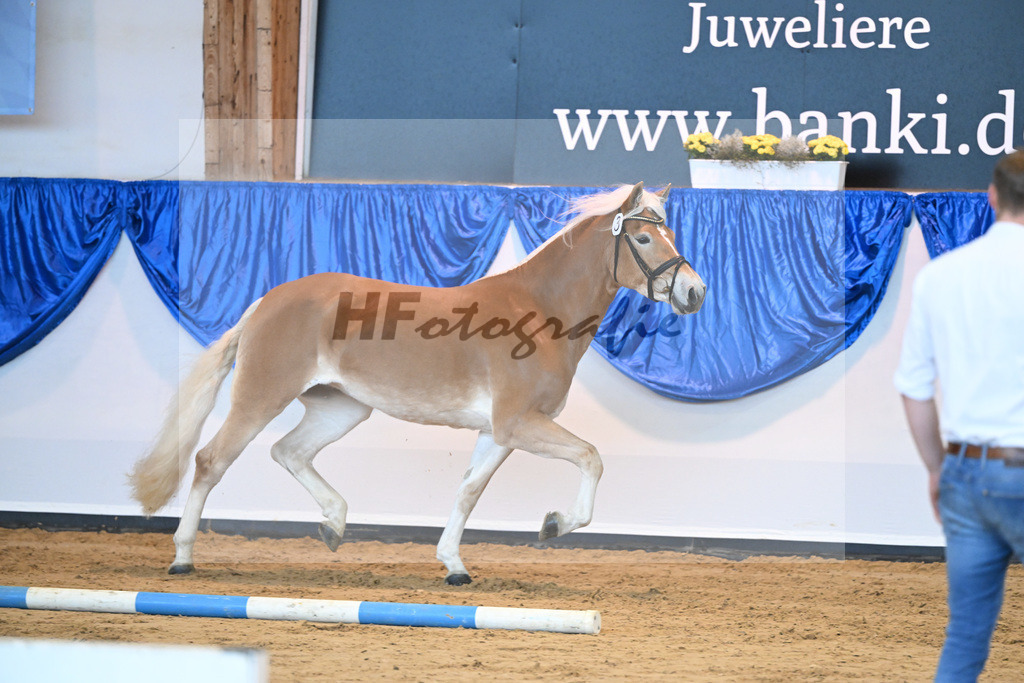 Kat-Nr. 3 Reika v. Bentley_Diethei_60221057 | hf-fotografie - Realisiert mit Pictrs.com