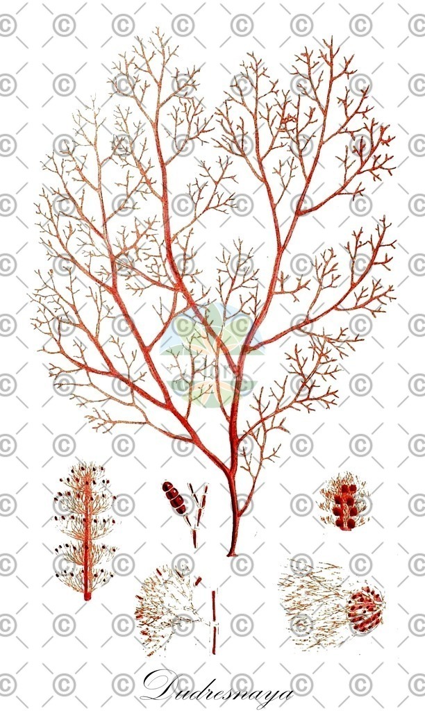 HistAbb_48MY_4_ENZY_Simple | Historische Abbildung von Dudresnaya - Dumontiaceae (0) | Historical Illustration of Dudresnaya - Dumontiaceae (0)