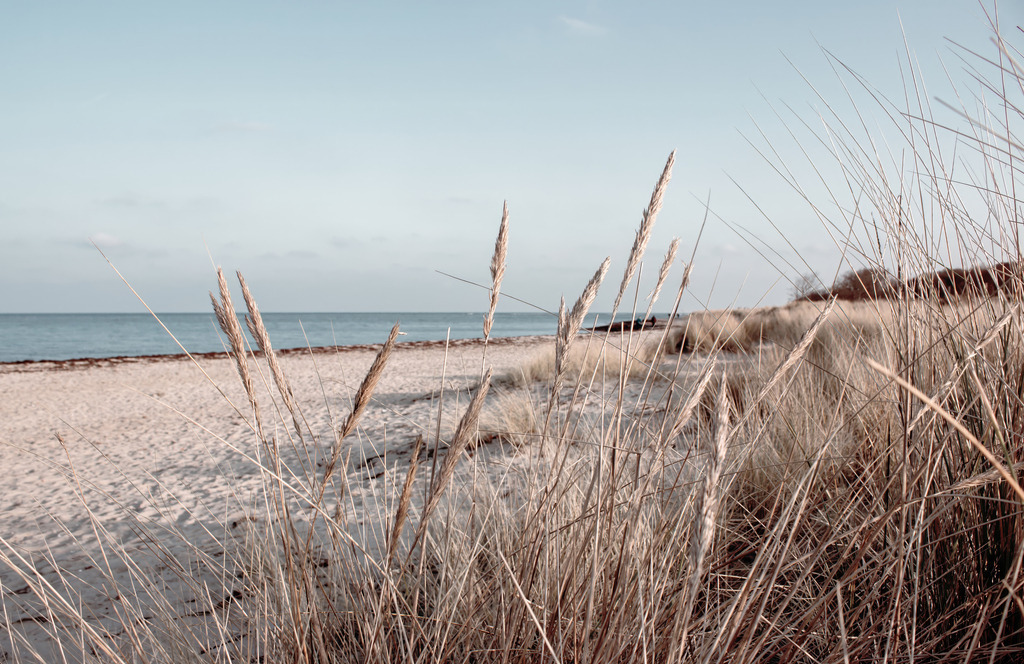 Wandbild: Strandhafer am Sandstrand | Dieses Wandbild im Querformat zeigt Strandhafer am Sandstrand. Die Ähren des Strandhafers stehen im Vordergrund und ragen in den pastellartigen blauen Himmel über dem Meer. Hinter dem Strandhafer ist der natürliche Sandton des Sandstrands zu sehen. Holen Sie sich dieses traumhafte Strandmotiv in dezenten Farben auf Leinwand, auf Aluminium-Platte oder Acrylglas. Ideal fürs Wohnzimmer, Schlafzimmer, Küche, den Arbeitsplatz oder die Ferienwohnung. Die Wandbilder werden individuell für Sie in vielen Abmessungen produziert. - Realisiert mit Pictrs.com