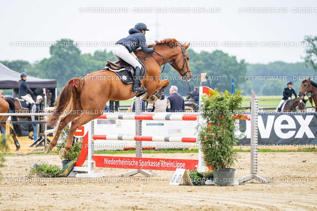 DSC08082 | Pferdegrafie